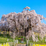 三春滝桜とふくしまの一本桜スタンプラリー