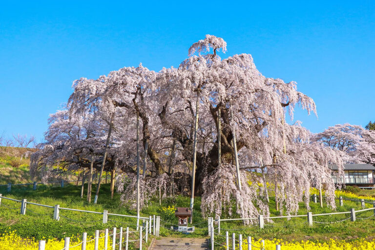 三春滝桜