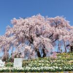 ふくしま桜マップ