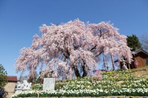 投稿についてもっと詳しく ふくしま桜マップ