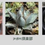 サボテン多肉植物ソラフェア