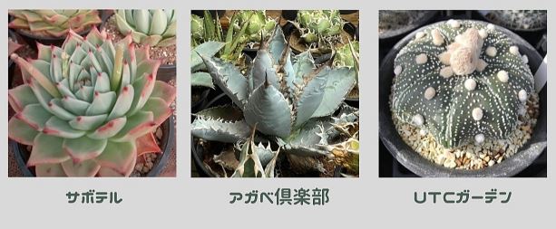 You are currently viewing サボテン多肉植物ソラフェア