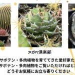 第4回サボテン多肉植物ソラフェア